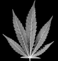 Cannabis 04